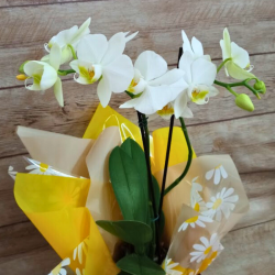 Mini Orquídea Gratidão - Cor Variada